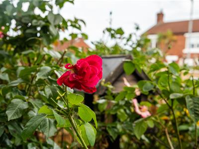 Picture 22